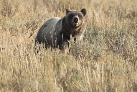 Trail Walker Injured by Grizzly in National Park Flown to Trauma Center