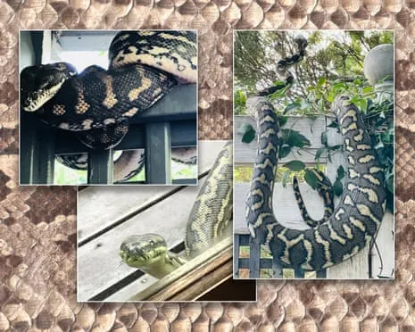 Welcoming the Serpents in the Roof: A Journey from Dread to Respect